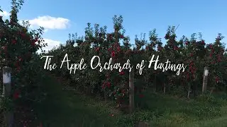 Orchard Grooves &ndash; Relaxing Drone Film over Hastings (Neo-Soul/Chillhop Beats)