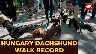 Dachshund Record Walk Hungary: Hundreds Of Wiener Dogs Storm Budapest For Epic Record Chase
