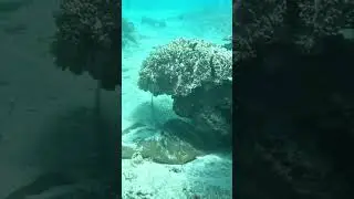 The stingray is playing hide and seek #bali #diving #ocean #travel #divingbali #бали #дайвинг