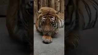Tigers. It is good know more, #tiger #fyt #viralvideo #knowledge #animals