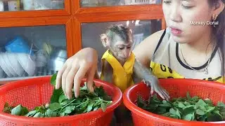 Adorable Monkey Baby Donal Help Mom Prepare Vegetable For Cook