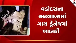 Vadodara | વડોદરાના અટલાદરામાં ગાય ડ્રેનેજમાં ખાબકી | Atladara | Cow | Drainage | Gujarat
