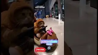 🎃 6️⃣ Squirrel Costume Cat in Otter Car at Houston Museum #catwizard #automobile #cat #memes