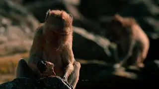 Questi macachi hanno imparato ad aprire le ostriche