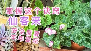 （园艺篇123）仙客来度夏复花技巧