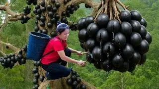 Harvesting Giant Midnight Veil Coconut in The Forest Goes To Market Sell | Susan Daily Life