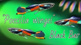 Endler's Livebearer (BLACK BAR ENDLERS - Class N)