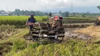Di paksa kerja meskipun gigi kang robi sedang sakit‼️