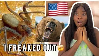 Top 10 Most Dangerous Animals in America (reaction)
