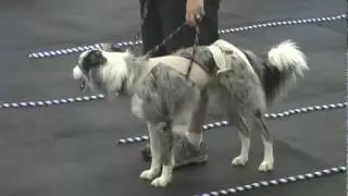 TTouch in the Canine Classroom: Balanced Movement Dexter