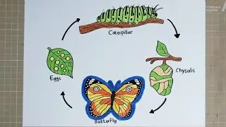 How to Draw THE LIFE CYCLE OF A BUTTERFLY 