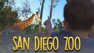 San Diego Zoo 2020 | Cinematic Video | Sony A7iii