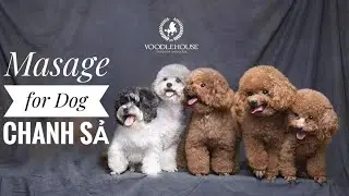 Dịch Vụ 