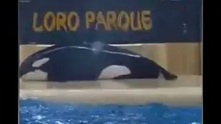 Denuncian intento de suicidio de orca en cautiverio