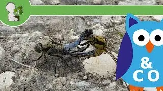 Libellen-Hochzeit / Paarungsrad (ab 18 ☺) - 27.05.18 (Abt. Tierisches & Co)