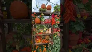 VEGGIES AT THE CHELSEA FLOWER SHOW 2025 - The She Grows Veg booth was amazing. Enjoy the video!