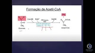 SISTEMA AERÓBICO. COMPLEXO PIRUVATO DESIDROGENASE.