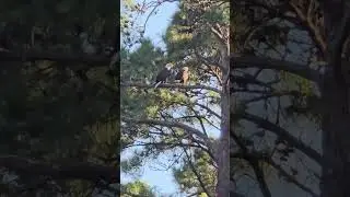 Eagles Doing What!??!! 🤯🤯 👀  #america #freedom #outdoors #yt #wildlife #nature #animals #youtube