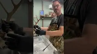 Whitening a whitetail deer for a euro mount, part 1 #whitetail #taxidermy #euromount