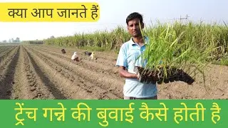 कैसे की जाती है ट्रेंच गन्ने की बुवाई , देखें पूरी वीडियो#किसानपरिवार पर#kisanparivar # #ट्रेंचबुवाई