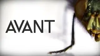 AVANT #01, la mouche / Macro video