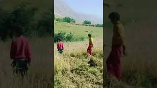 x&acirc;w | চাউ #pamir #nature #pamirculture #duet #pamirafghantv #pamirmusic #love #farmanimalsounds