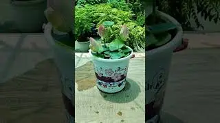 Ghar par uga liya lotus