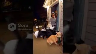 Cat Choir Singing #sora #trending #viral #soraai #trend #funny #ai #doorbel #cat #cattok #fyp #cats