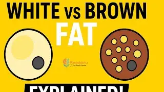 Adipocytes (Fat Cells) Explained: White, Brown & Beige Fat | Human Body Ka Sabse Important Cell 