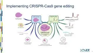 Increasing genome editing efficiency with optimized CRISPR-Cas enzymes