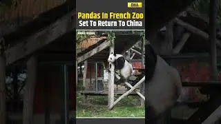 Pandas Say Goodbye To France, Heading Back To China #shorts