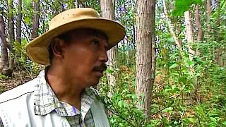 Au secours des forêts malgaches