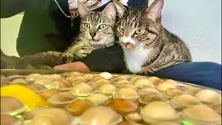 Deep Relax ASMR｜Cat Purring & Wooden Balls【live】