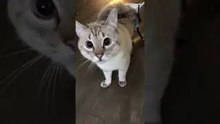 Disable cat 🥺 Cute?