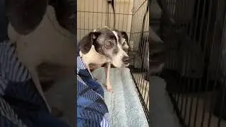 Bella Bee TX (now Flora Jean TX) Freedom Ride from shelter - NorthStar Pet Rescue in NJ - July 2022