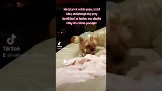 życie yorka jest cudowne #yorkie #animallover #dog #yorkshire #foryou #dlaciebie #tiktok #pies
