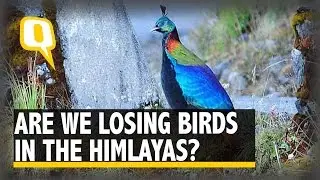 The Quint: Himalayan Bird Crisis, Are We Losing Birds in the Magnificent Ranges?