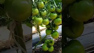 Us Tomato Farming Secrets 🍅 | how to grow fast tomato farming #shorts #nature #agriculture