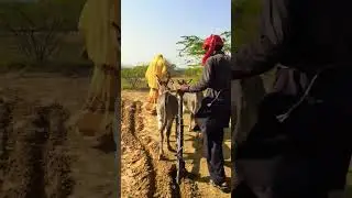 امرأة ضعيفة تعمل بالزراعة باستخدام الحمير لمواجهة الجوع|| #امرأة_مكافحة #زراعة #كفاح_المرأة