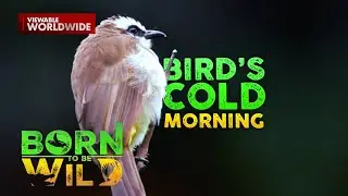 Isang garden sa Albay, tahanan ng iba't ibang uri ng ibon! | Born To Be Wild
