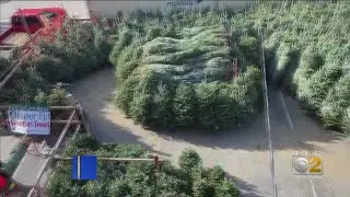 Christmas Tree Recycling In Chicago