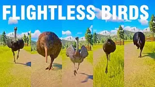 Flightless Birds Category Speed Race in Planet Zoo included Cassowary, Emu, Kiwi, Ostrich, Rhea