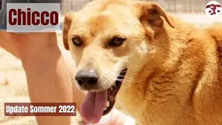 Chicco - Update Sommer 2022