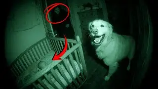 Pregnant Golden Refused to Leave the Baby&rsquo;s Crib, Mom Checked the Camera and Screamed