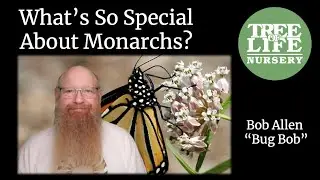 What's so special about Monarchs? - Bob Allen