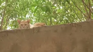My cat 