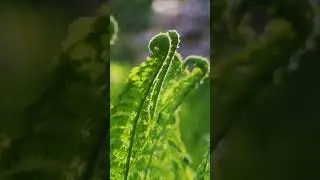 The Enigmatic Reproductive Method of Ferns: A Spore-Based Approach to Sustaining Genetic Diversity