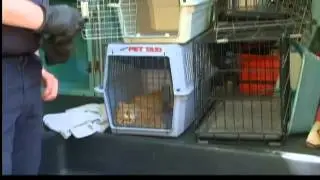 SPCA traps cats, seeks neglectful owner