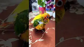 RIO&rsquo;s Happy Moments 🦜 Cute & Funny Sun Conure Bird Shorts #shorts #birdlovers #riodiaries