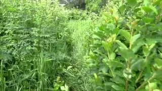walking marshy trail to feldtmann lake